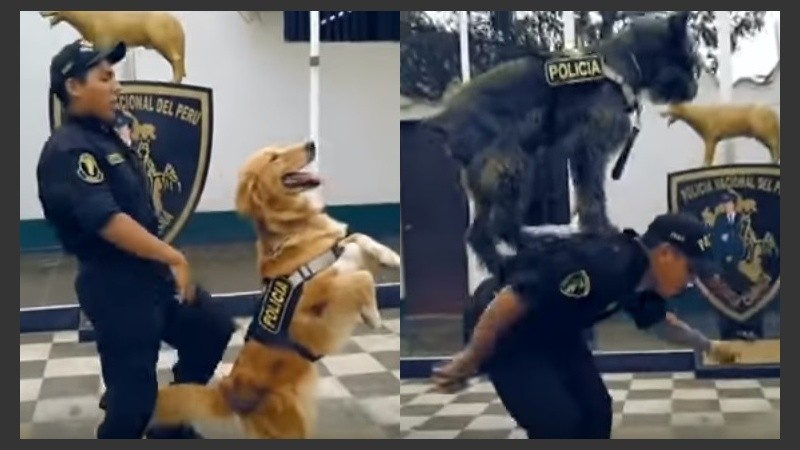Los policías bailaron con los perros para combatir el maltrato animal.
