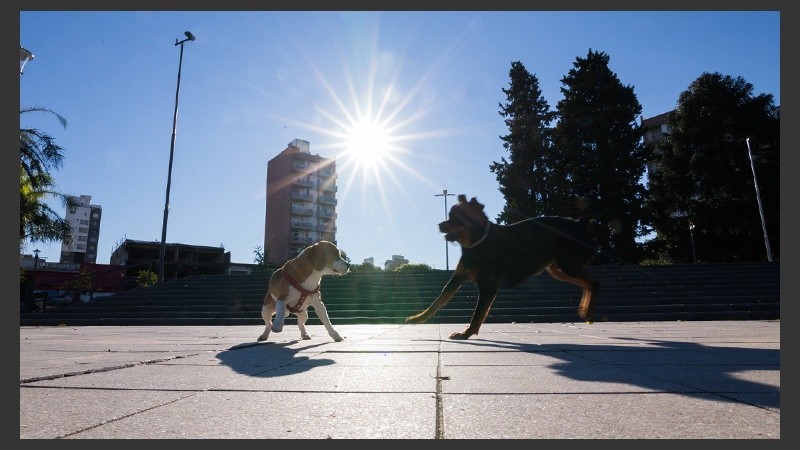 Perros jugando al sol.