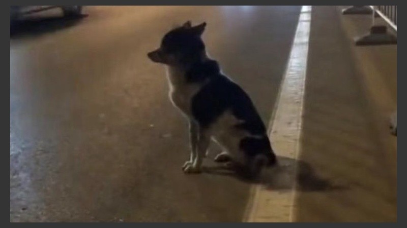 El perro espera a su dueña en China.