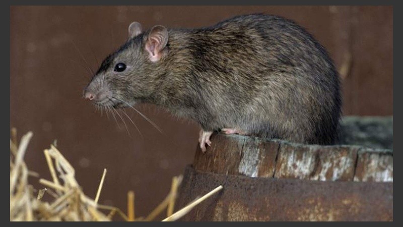 Evitar la convivencia con roedores y el contacto con sus secreciones.