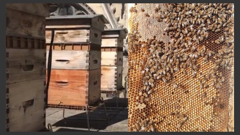 Cada colmena de Notre-Dame produce en promedio cada año 25 kilos de miel que es vendida al personal del templo.