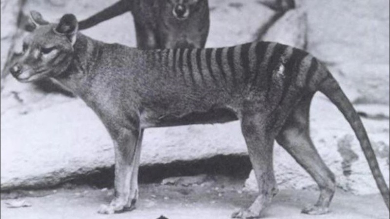 El último tigre de tasmania murió en cautiverio en 1936 y se llamaba Benjamín. 