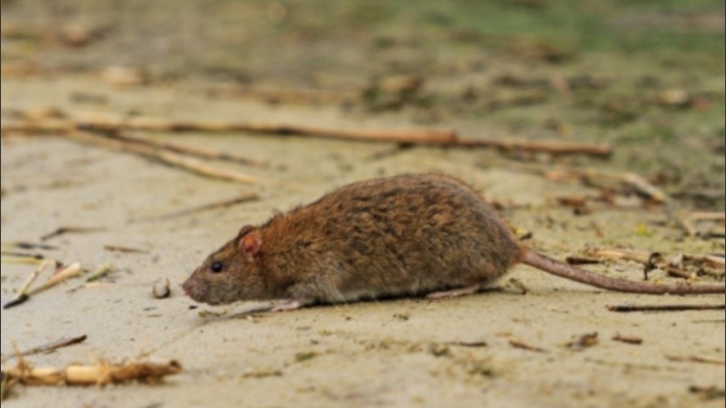 Los ratones silvestres (principalmente los colilargos) son los reservorios de este virus y lo transmiten a las personas