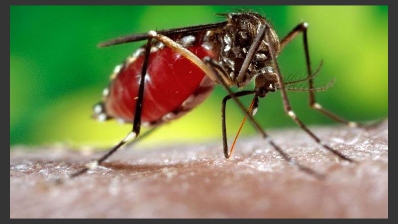 Los mosquitos siguen vivitos y picando.