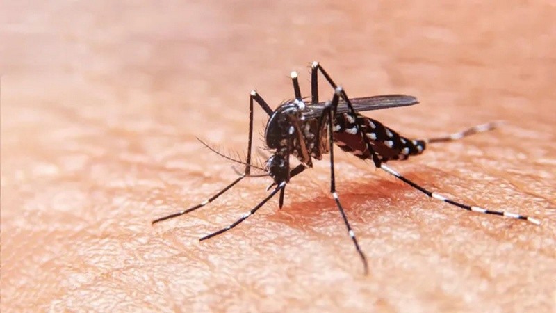 El Aedes aegypti aumentó la circulación en el último año.