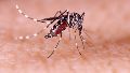 Al ser un mosquito de hábitos hogareños, el principal cuidado es el de las personas en sus casas.