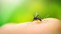 El Gobierno organiza la vacunación contra el dengue para un sector de la población.