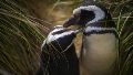 En vivo: instalaron cámaras en la Patagonia para transmitir el arribo del pingüino de Magallanes