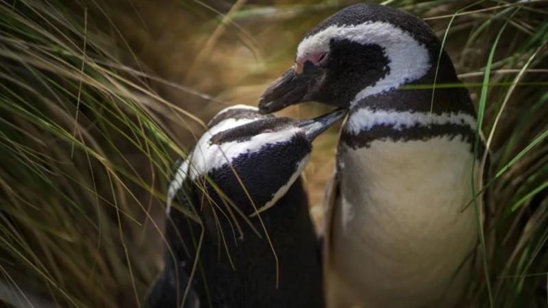 Los pingüino de Magallanes en la Patagonia.