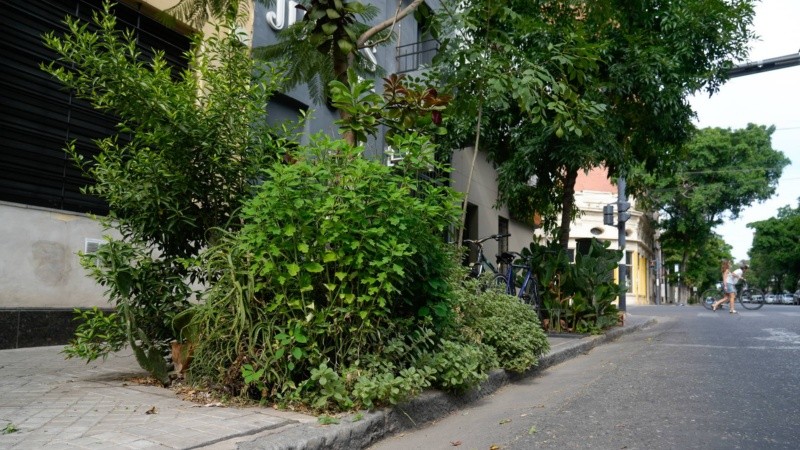 El arbolado urbano es una herramienta imprescindible para combatir las islas de calor.