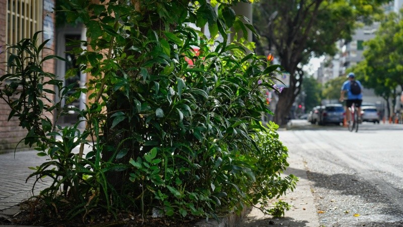 El arbolado urbano es una herramienta imprescindible para combatir las islas de calor.