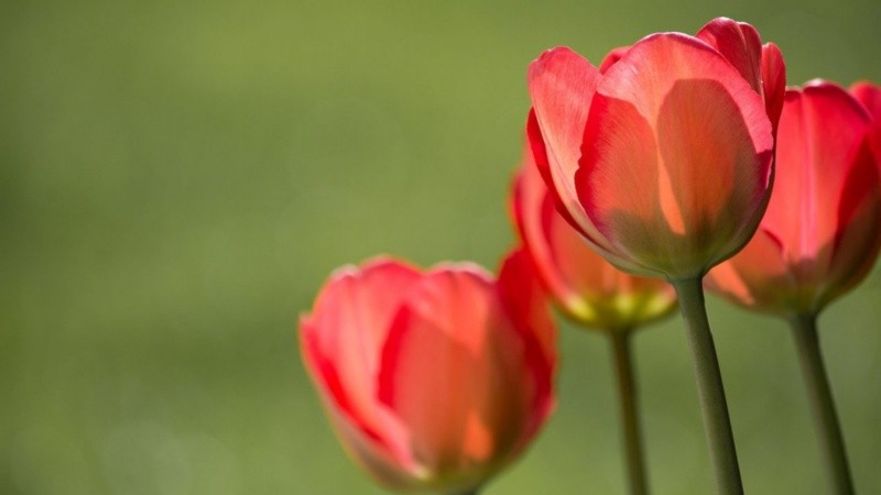 El tulipán rojo con rayas blancas fue oficialmente declarado como símbolo de esta enfermedad.