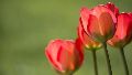 El tulipán rojo con rayas blancas fue oficialmente declarado como símbolo de esta enfermedad.