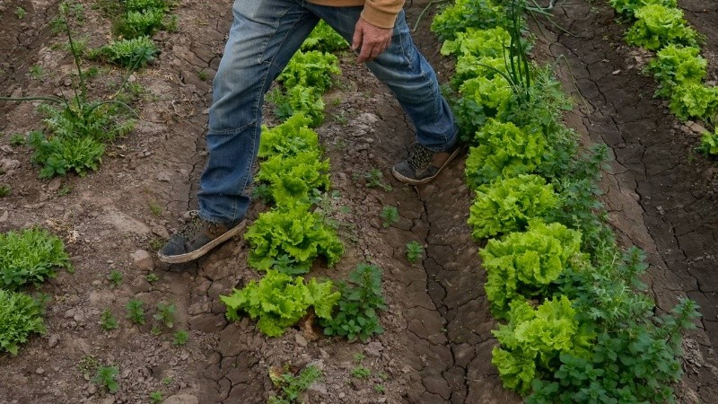 La sanitización de frutas y verduras es indispensable para garantizar un consumo seguro.