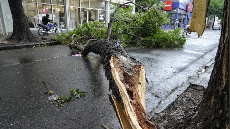 En pocas horas las precipitaciones fueron intensas y los vientos fuertes, y se registraron unos 600 árboles caídos.